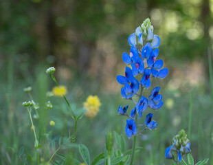 Closeup of a Texas Bluebonnet or Lupine with Yellow and White Wildflowers in the Background