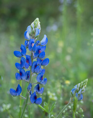 Close Up of a Texas Bluebonnet Against a Green Background