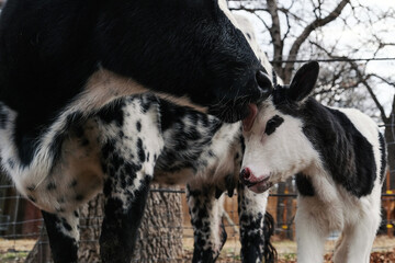 Tender moment of love and care between cow and calf closeup with mom grooming baby face on farm.