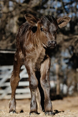 Young calf cow closeup on farm during winter season.