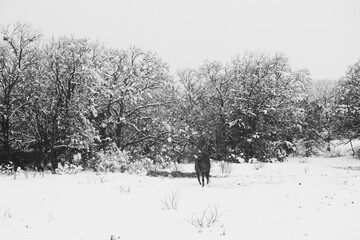 Horse far away in pasture during winter snow weather on farm in Texas.
