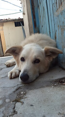 Dog Relaxing on the Ground