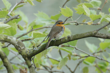 European robin (Erithacus rubecula) sitting on a tree branch in Zurich, Switzerland