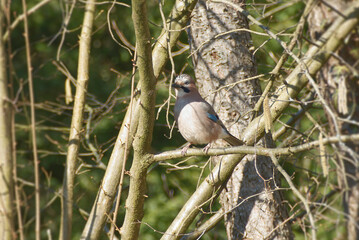 Eurasian Jay (Garrulus glandarius) perched on a tree branch in Zurich, Switzerland