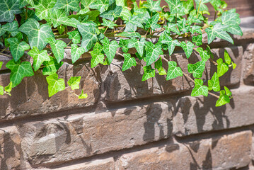 red brick wall entwined with ivy