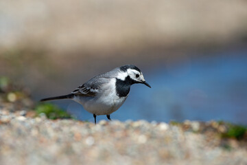 White Wagtail bird
