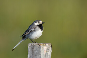 White Wagtail bird