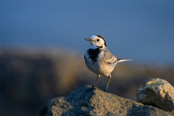 White Wagtail bird