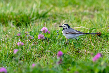 White Wagtail bird