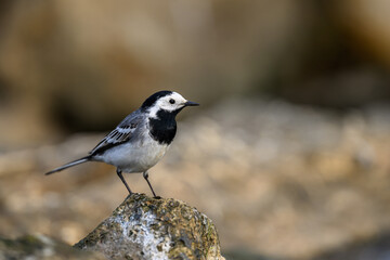 White Wagtail bird