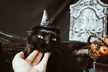 Black cat with witch hat
