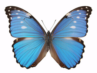 Obraz premium Stunning Morpho butterfly with vibrant blue wings and intricate patterns, perfect for nature, science, or educational projects and designs