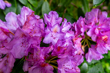 Éclat violet des fleurs au jardin- Versailles à Nantes © nada12
