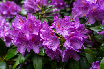 Éclat violet des fleurs au jardin- Versailles à Nantes © nada12