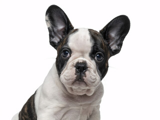 Fototapeta premium Adorable French Bulldog puppy looking curiously with big ears, a captivating pet portrait perfect for heartwarming campaigns and pet-related projects