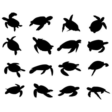 turtle swimming silhouette