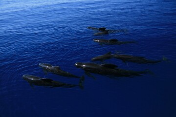 Beautiful pilot whales called Calderones, resting on the surface of the sea. © Jose Lledo