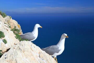 Seagulls on the cliffs, during breeding season, in Alicante, Spain.