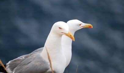 Seagulls on the cliffs, during breeding season, in Alicante, Spain.