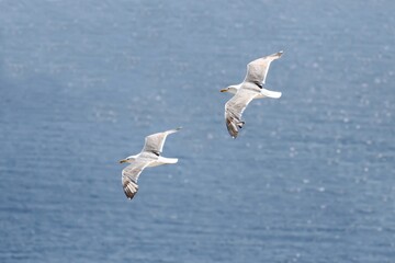 Seagulls on the cliffs, during breeding season, in Alicante, Spain.
