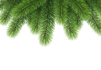 Realistic green fir tree branches with detailed needles isolated on transparent background