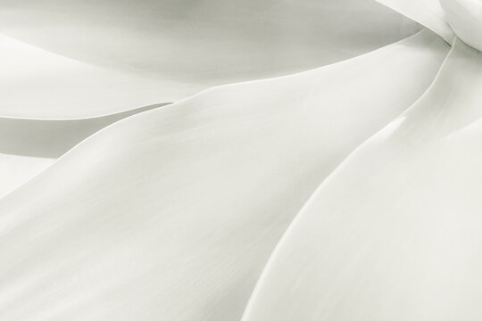 Soft Pale Agave Leaves Close-Up. Demonstrating trendy white color of 2026 year - cloud dancer