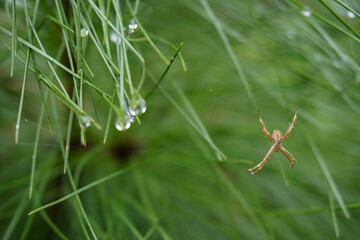 Small spider on a web against the backdrop of wet pine tree leaves with raindrops                               