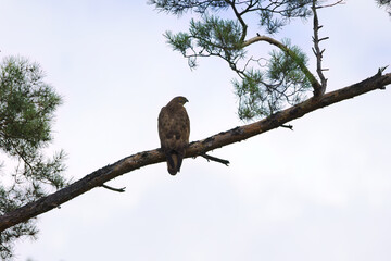 Honey buzzard on a thick branch surrounded by conifers; honey buzzard on a conifer against a grey sky; honey buzzard from the side, Pernis apivorus, bird of prey, grey-white cloudy sky