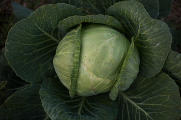 Obraz premium closeup of cabbage growing in the garden