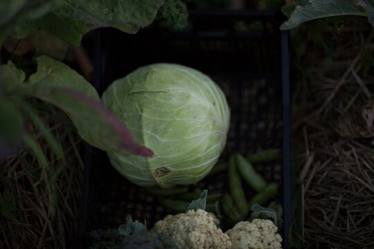 Fresh Green Cabbage and Garden Harvest in a Crate
