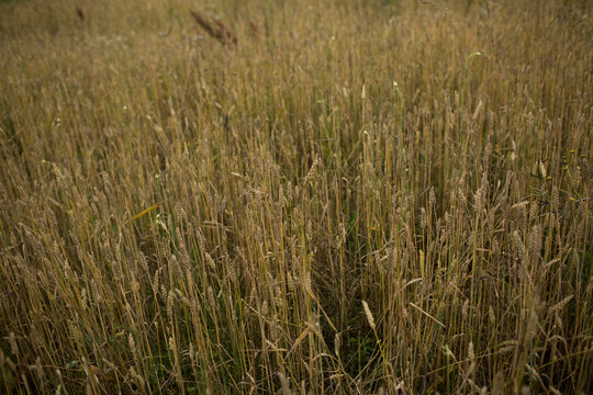 Golden Wheat Field Ready for Harvest in Summer Sunlight
