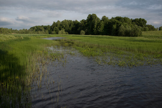 River stream in green nature