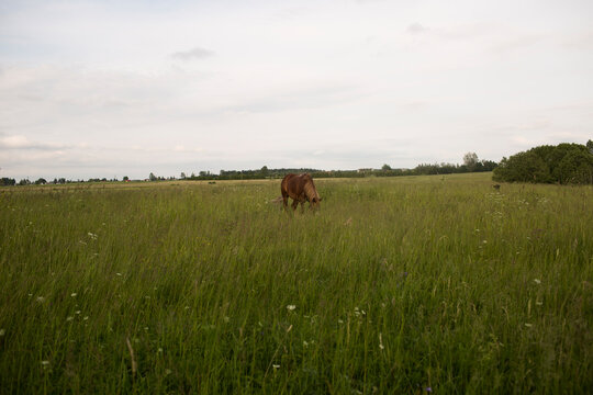 Lone Cow Grazing in Expansive Green Meadow Under Overcast Sky
