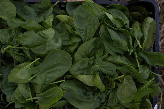 spinach leaves in the garden