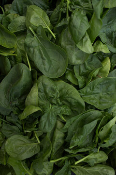 spinach leaf from garden 