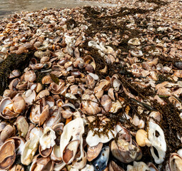 « Marée de coquilles »