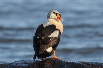 King eider (Somateria spectabilis)