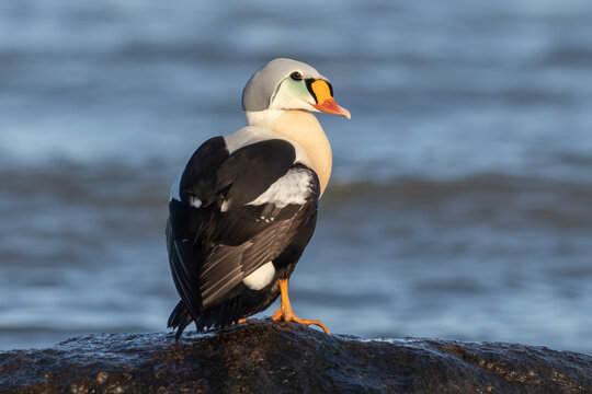 King eider (Somateria spectabilis)