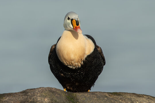 King eider (Somateria spectabilis)