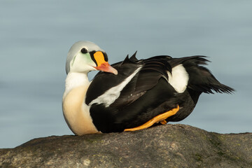King eider (Somateria spectabilis)