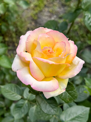 Yellow Pink Rose Flower in Full Bloom with Blurred Garden Background
