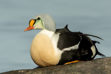 King eider (Somateria spectabilis)