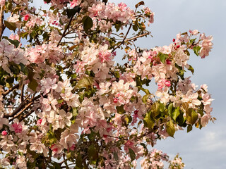Pink Flowering Tree Branch Backlit by Sun in Spring