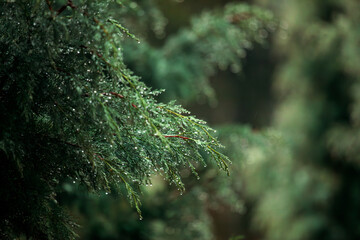 Horizontal close-up of a dark green cypress or fir branch covered in fresh, glistening raindrops against a softly blurred, green background