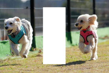 Adorable puppies joyfully racing across the sunny yard in their cute harnesses, radiating pure happiness and playful energy outdoors