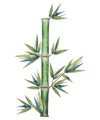 Watercolor illustration of a green bamboo stem with branching leaves in a natural botanical style. for eco brands, spa products, packaging, wellness, textiles, Asian themes and wallpaper designs.