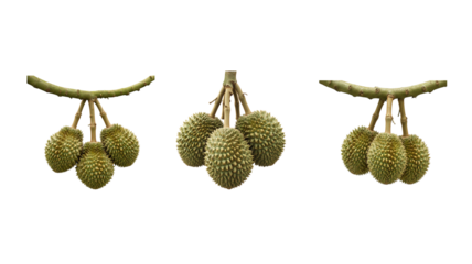 Durian fruit bunch