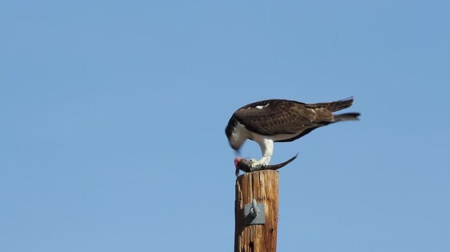 Closeup view of an Osprey or Fish Hawk eating a fish atop a power pole at Lake Mead in Nevada, with blue sky background