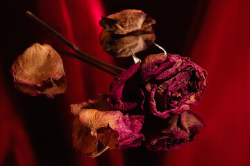 roses on red mirror reflection