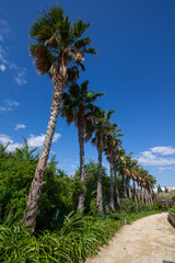 Tall palm trees forming a scenic line under a vibrant blue sky, creating a warm tropical atmosphere with lush greenery, sunny weather, and a tranquil Mediterranean landscape.